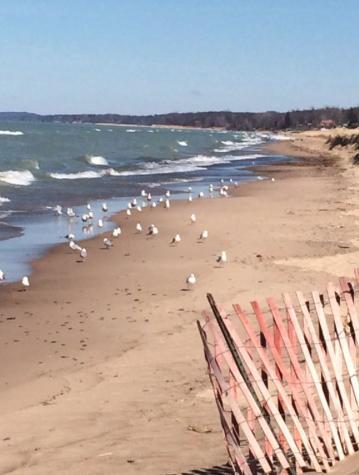 Walking Distance To Beach And Shops New Buffalo Eksteriør billede